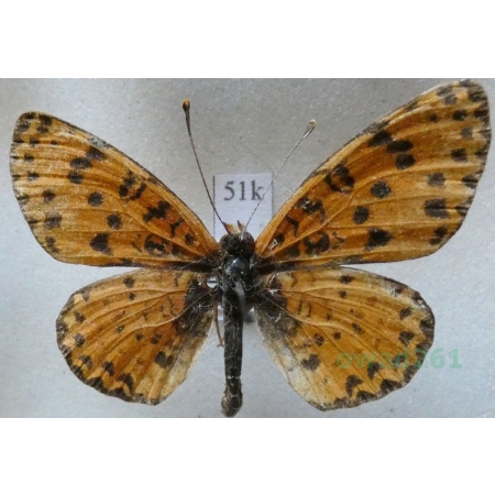 Melitaea didyma orientalis Herrich-Schäffer, 1856 male Przeplatka didyma Russia51k